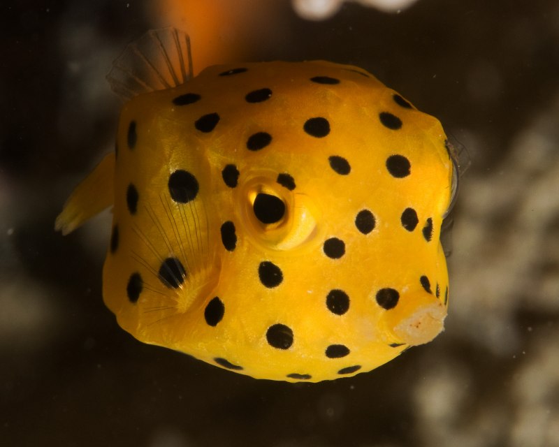 Ostracion cubicus