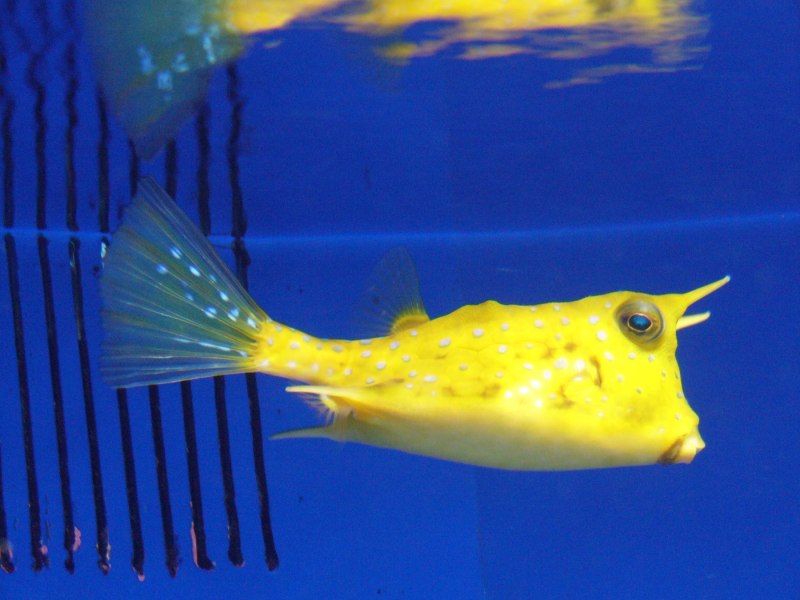 Ostracion cubicus