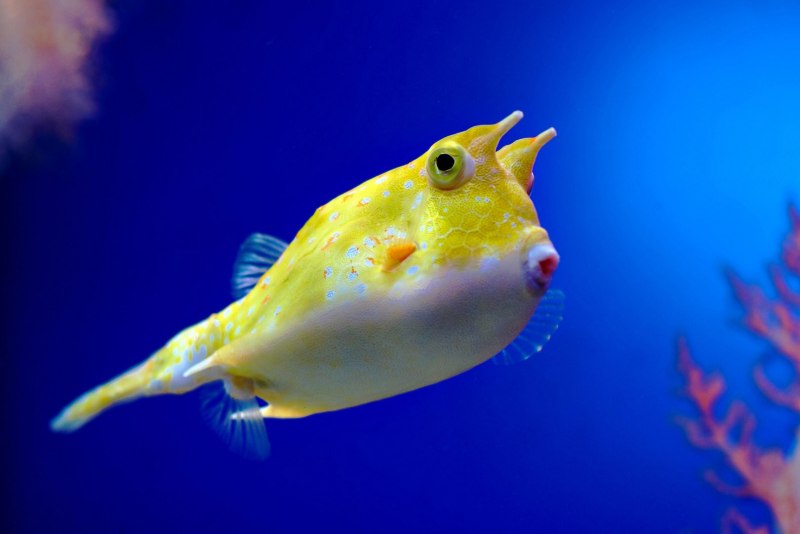 Ostracion cubicus