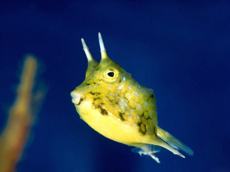 Ostracion Argus