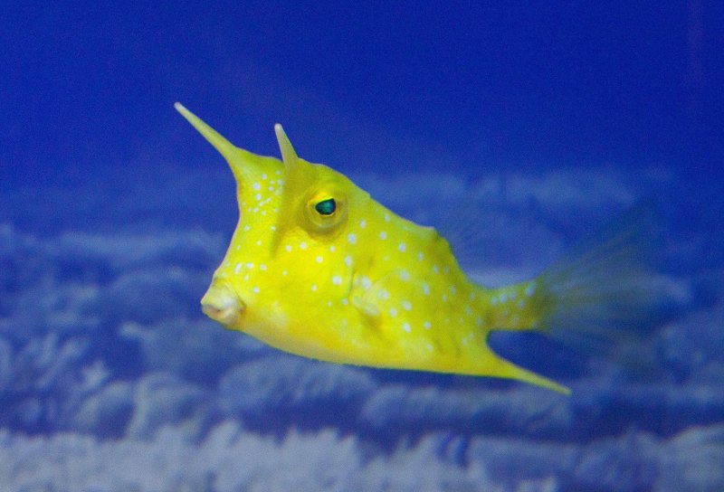 Морские аквариумные рыбки