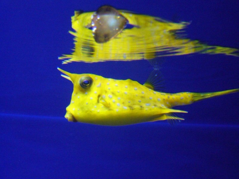 Кузовок кубик (Ostracion cubicus)