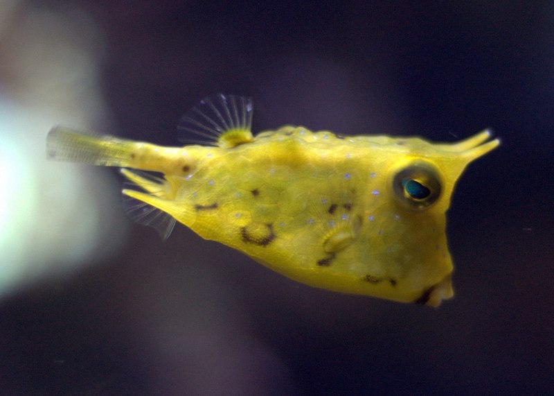 Ostracion cubicus
