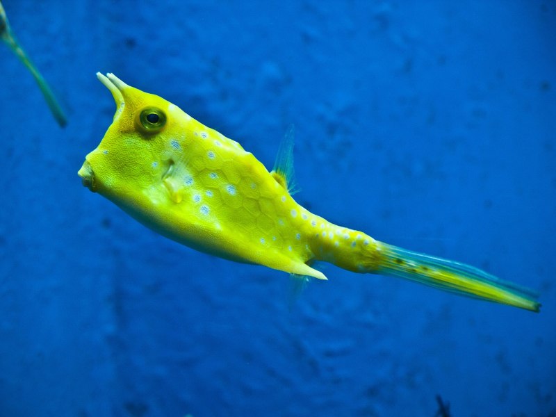 Рыба кузовок красное море