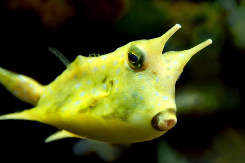Ostracion cubicus