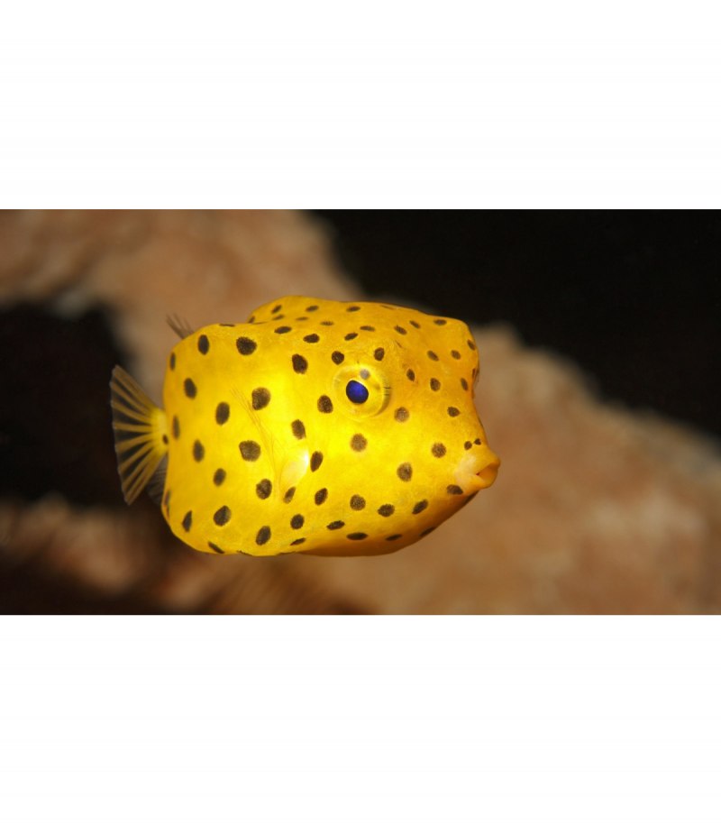Кузовок кубик, m /Ostracion cubicus