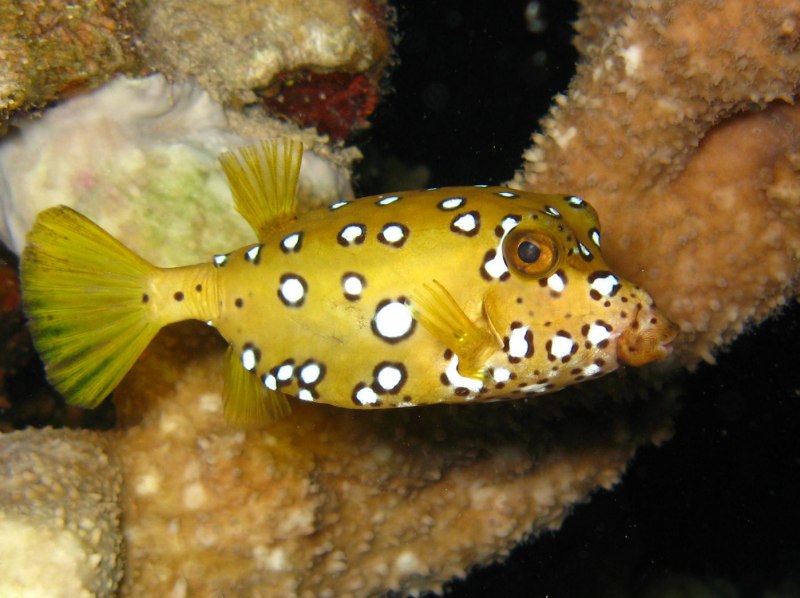 Lactoria SP.