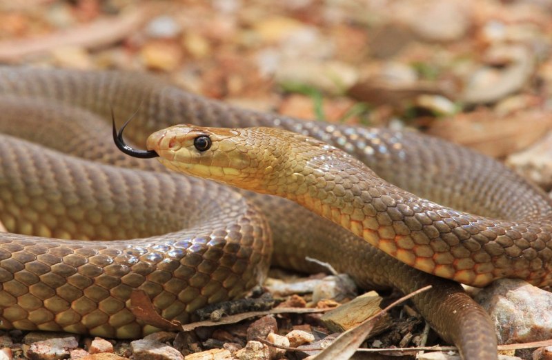 Pseudechis Australis