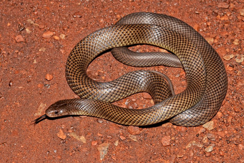Pseudonaja textilis
