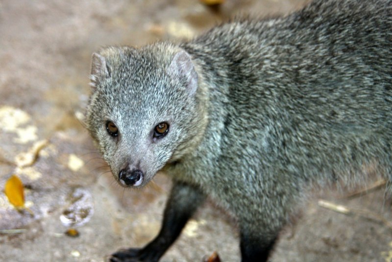 Ichneumia albicauda