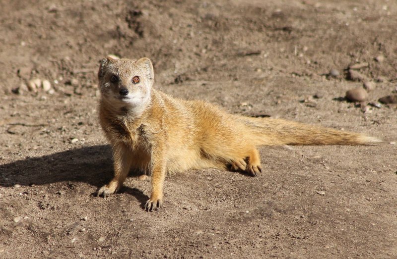 ATILAX paludinosus