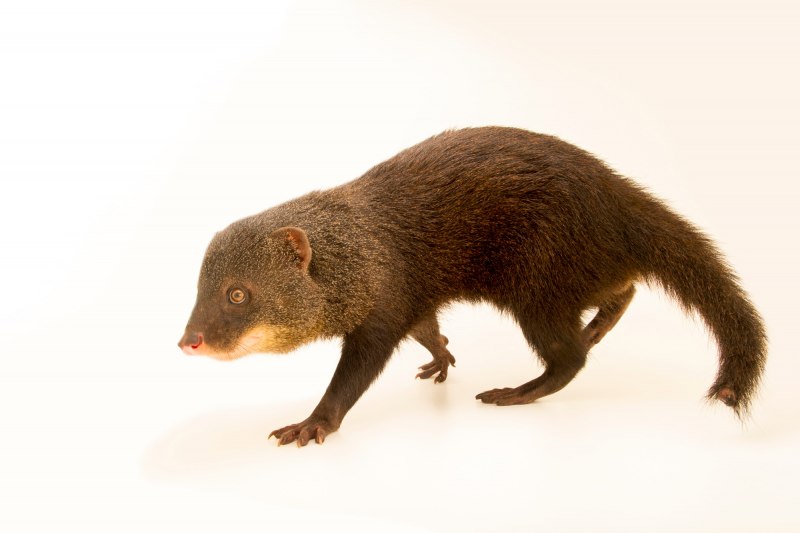 Ласка (Mustela nivalis)