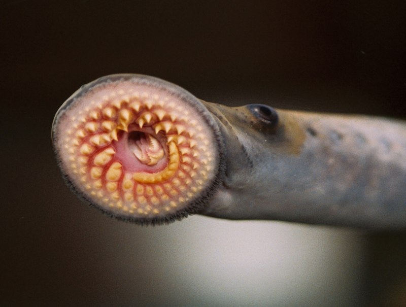 Морская минога (Petromyzon Marinus)