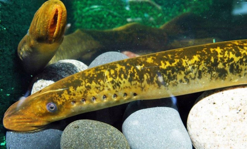 Морская минога (Petromyzon Marinus)