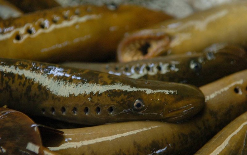 Морская минога (Petromyzon Marinus)
