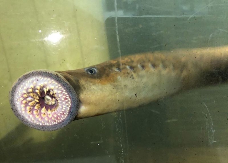 Речная минога Lampetra fluviatilis