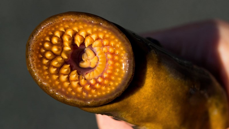 Морская минога (Petromyzon Marinus)