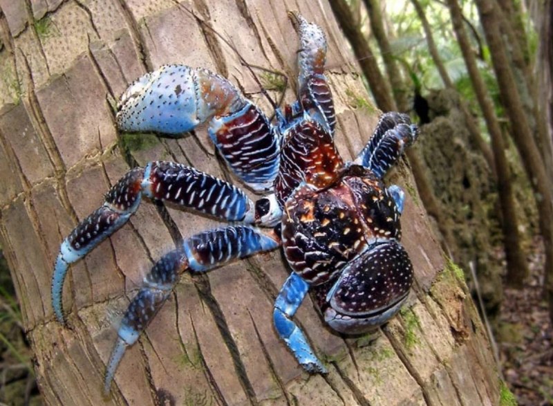 Birgus latro