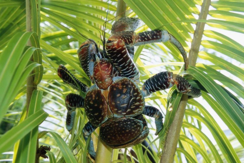 Coenobita perlatus
