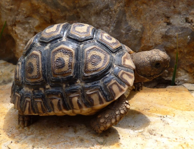 Дальневосточная черепаха Trionyx sinensis