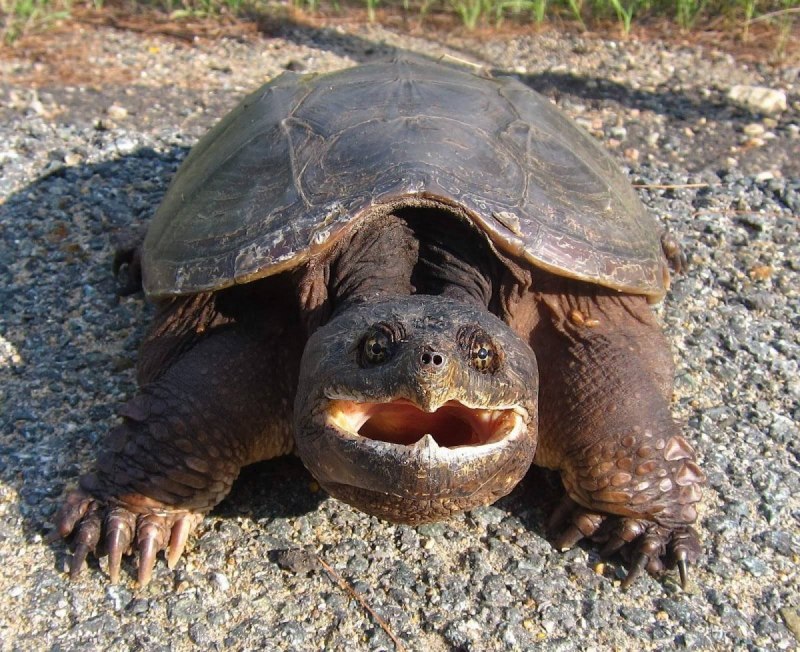 Lepidochelys kempii