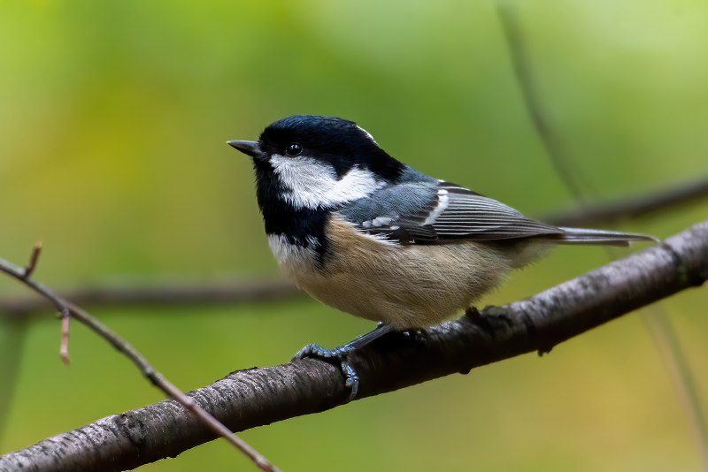 Синица Московка (Parus ater)