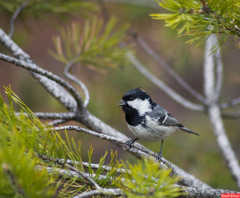Московка (Periparus ater)