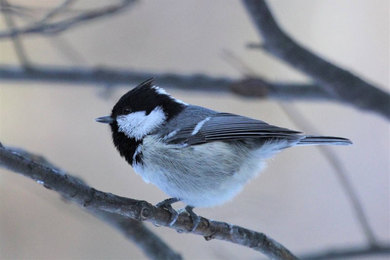 Синица Московка (Parus ater)