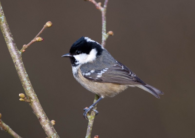 Синица Московка (Parus ater)