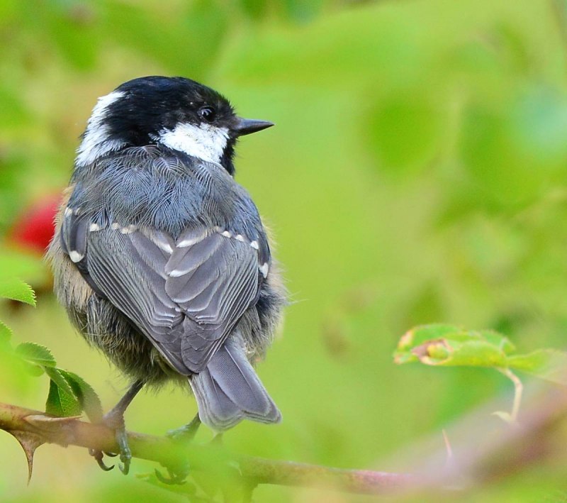 Московка Periparus (Parus) ater