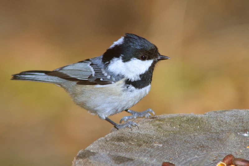 Московка (Periparus ater)