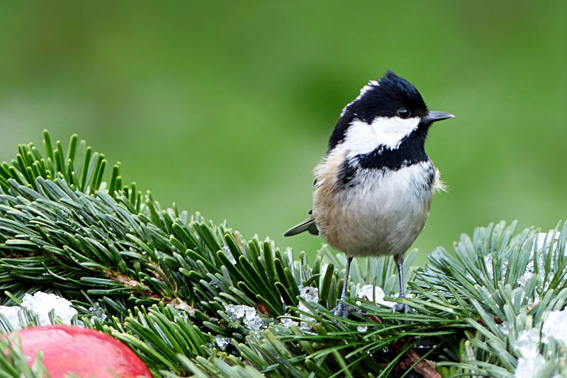 Синица Московка (Parus ater)