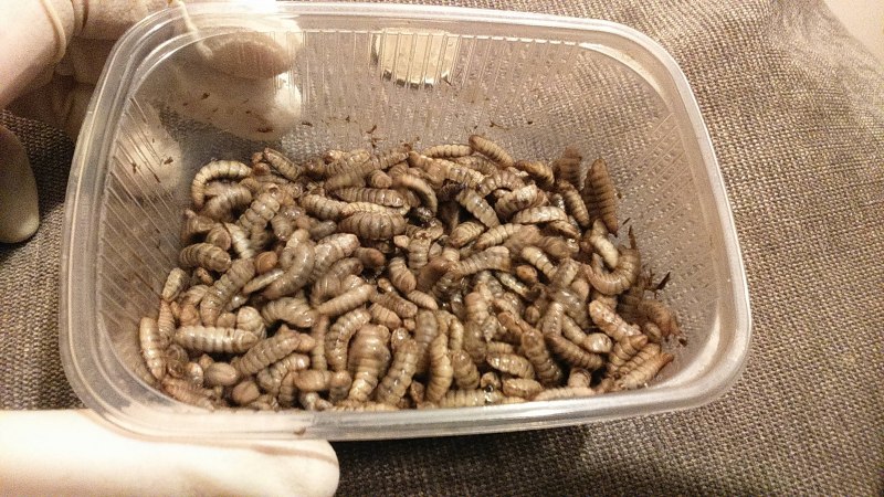 Личинка мухи черной львинки