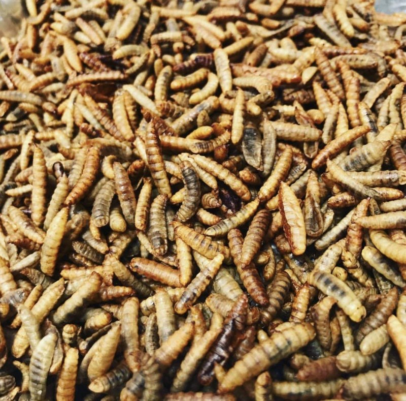BSF Larvae
