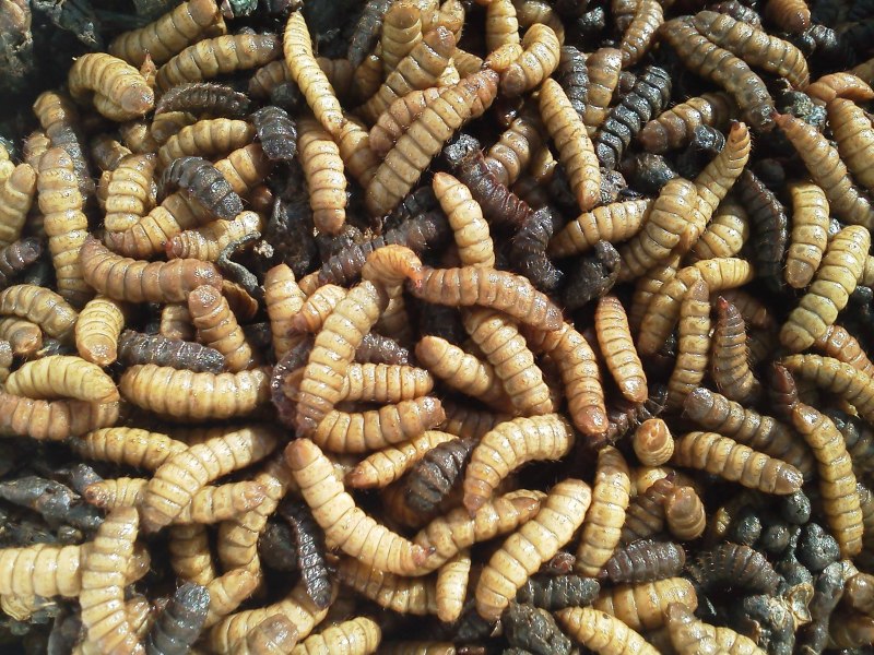Hermetia illucens личинки