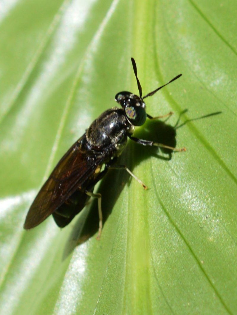 Hermetia illucens личинки