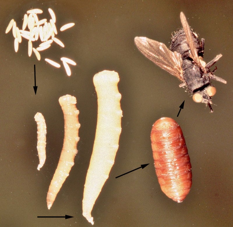 Hermetia illucens
