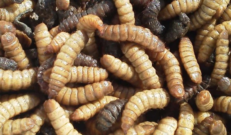 Личинка мухи черной львинки