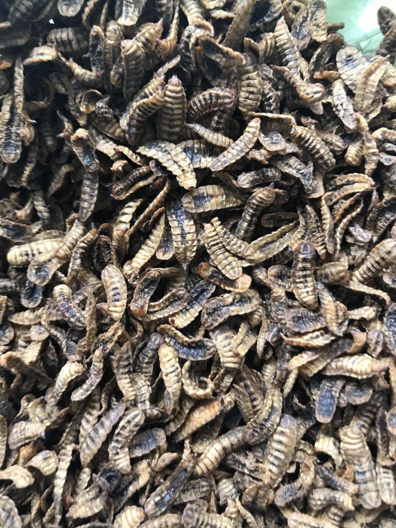 Hermetia illucens личинки