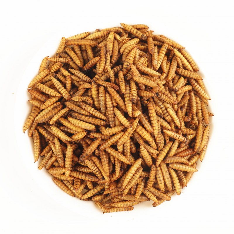 Stratiomyidae личинки