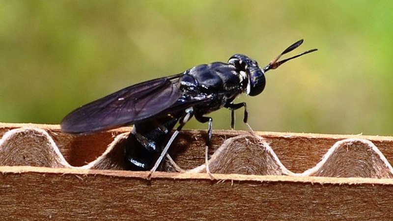 Stratiomyidae личинки
