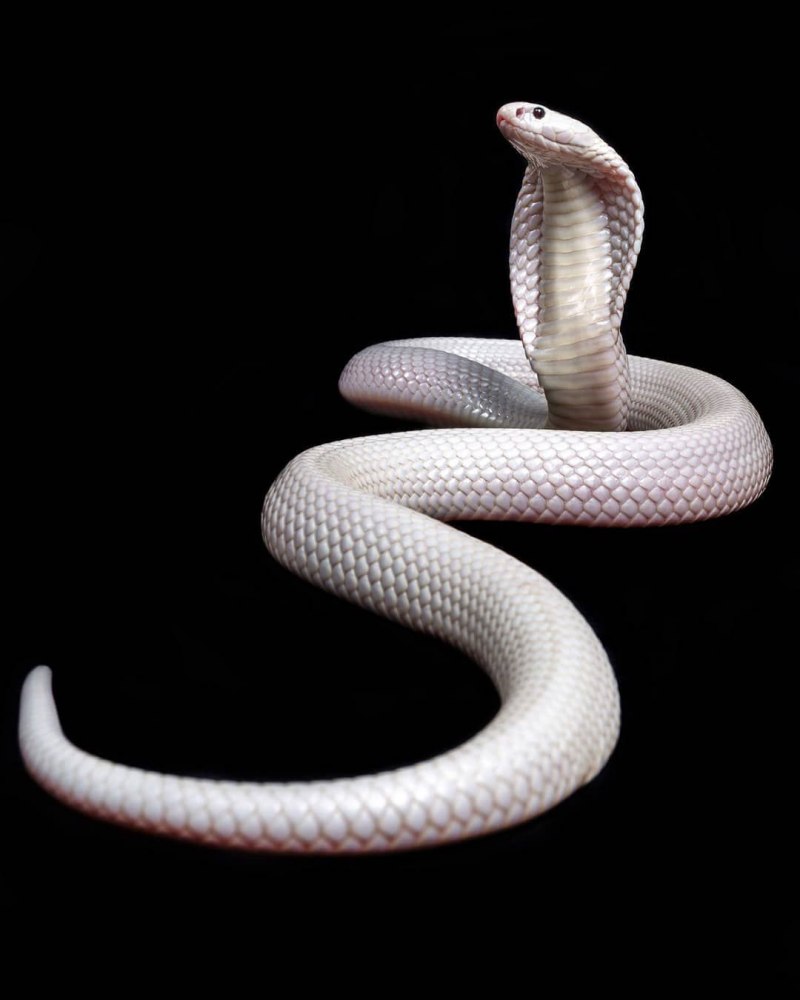 Naja sumatrana