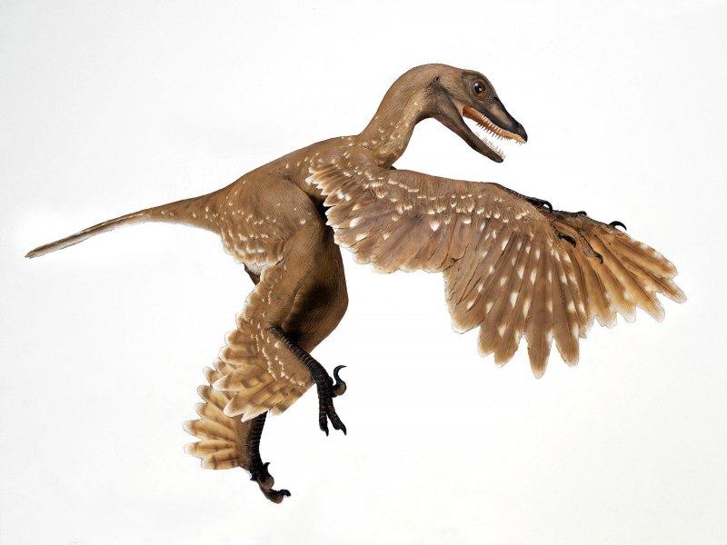 Wulong bohaiensis