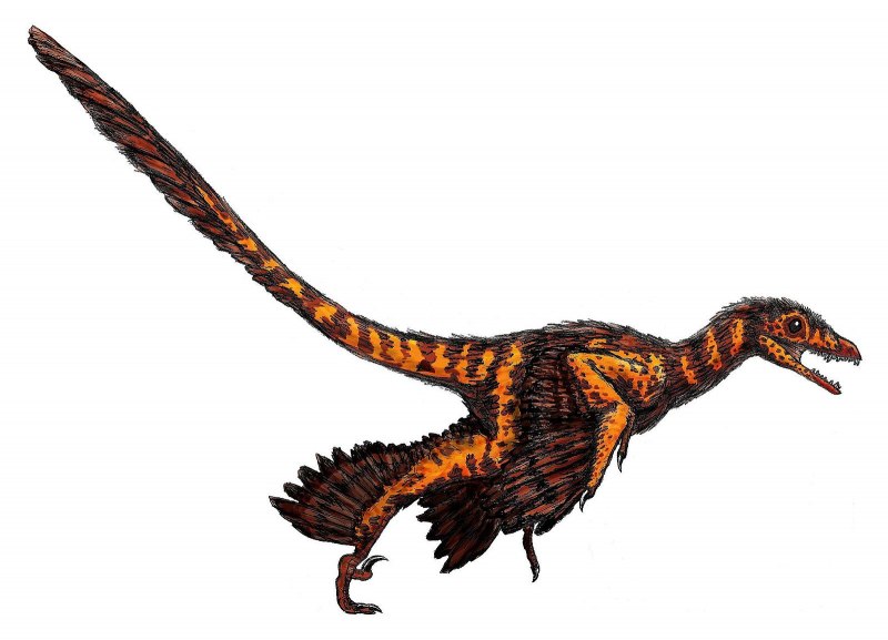 Sinornithosaurus скелет