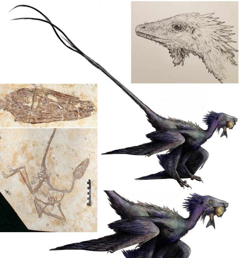 Byronosaurus Jaffei