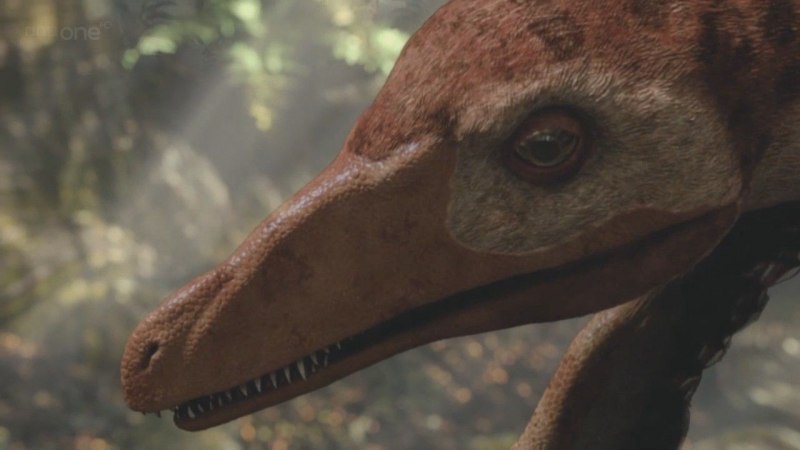 Sinornithosaurus Fossil