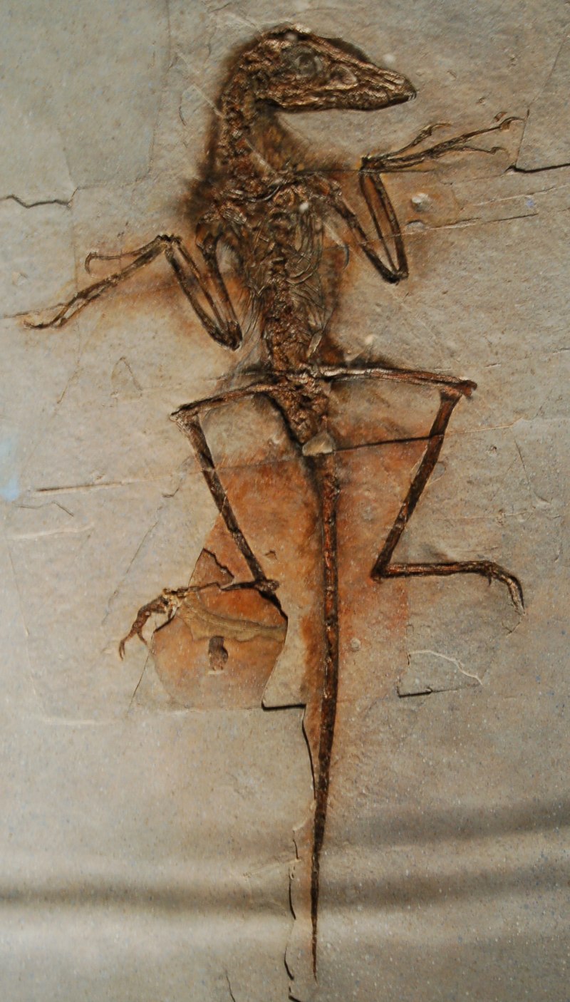 Sinornithosaurus Fossil