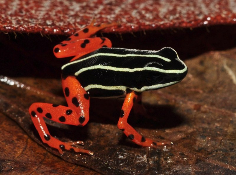 Epipedobates Tricolor