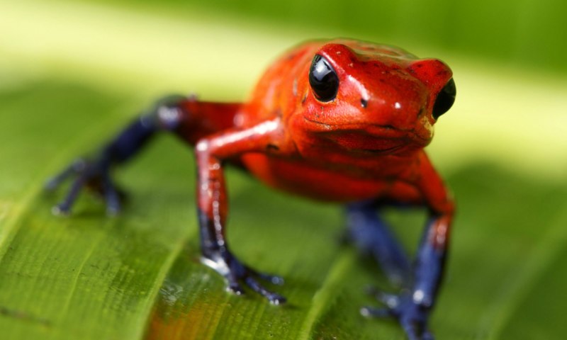 Dyscophus antongilii