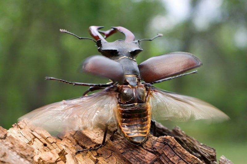Жук Lucanus Cervus